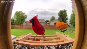 North American Cardinal